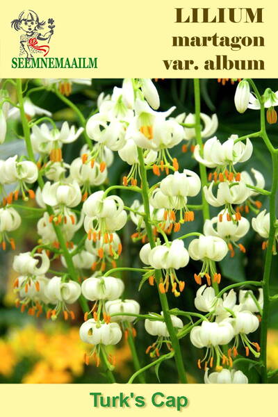 Лилия кудреватая Белая (Саранка) Lilium martagon var. album